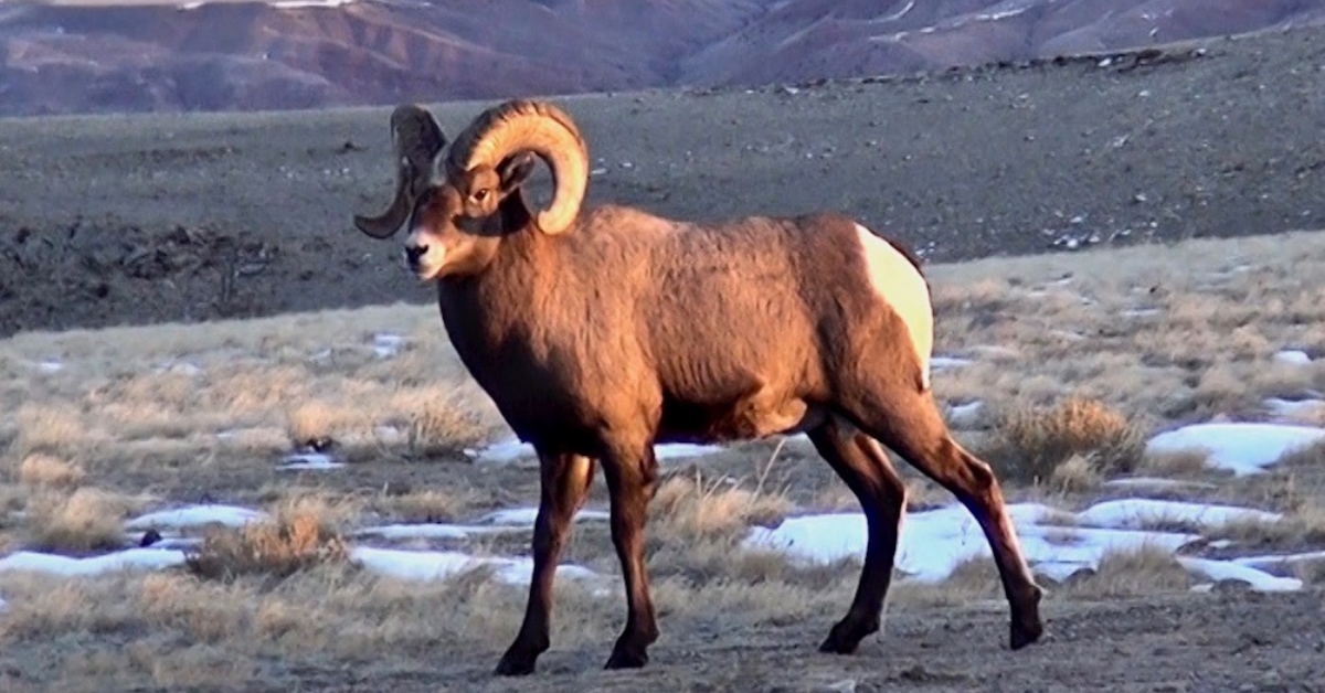 Types of Rams