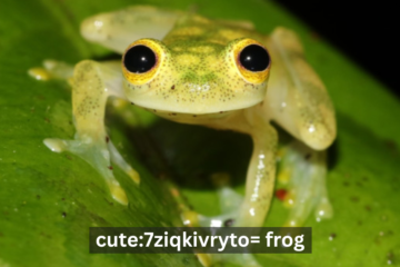 Cute:7ziqkivryto= Frog