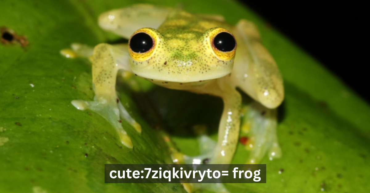 Cute:7ziqkivryto= Frog