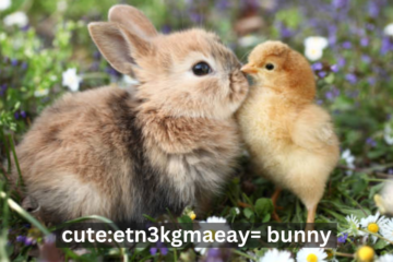 Cute:etn3kgmaeay= Bunny