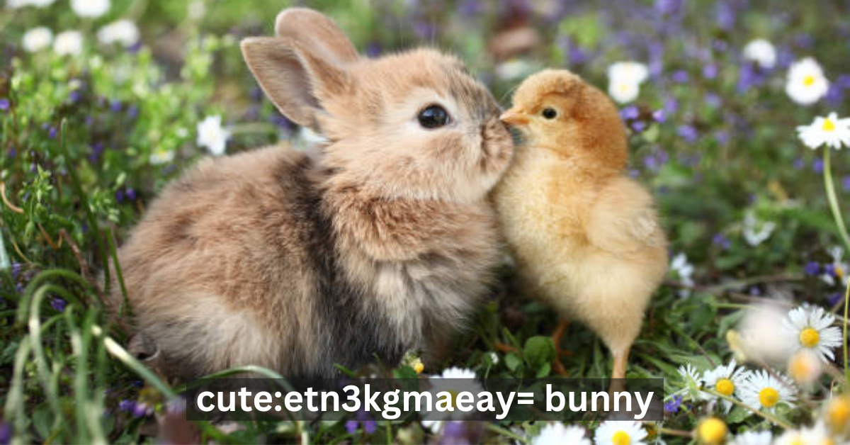 Cute:etn3kgmaeay= Bunny