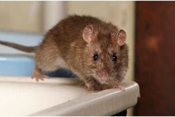 How a Rat Exterminator Can Enhance Your Business’s Reputation and Boost Trust