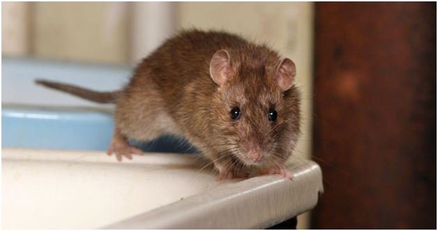 How a Rat Exterminator Can Enhance Your Business’s Reputation and Boost Trust