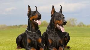 How to Find Doberman Puppies for sale in Memphis, TN