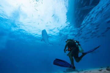 Free Diving in the Maldives