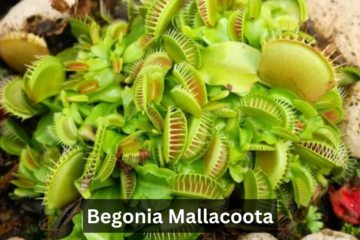 Begonia Mallacoota