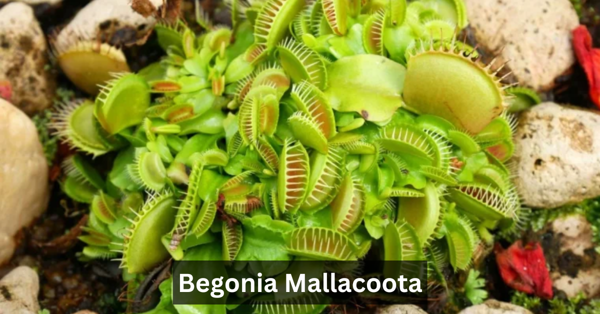 Begonia Mallacoota